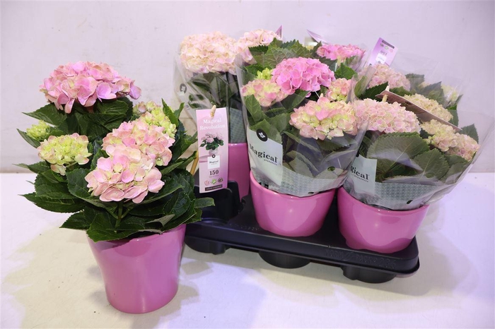 <h4>arr8 Hydr M Mag Revolutio In Keramiek</h4>