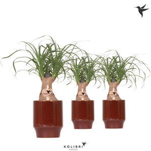 Kolibri Greens Beaucarnea in Classy pot red