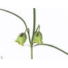 Fritillaria Acmopetala