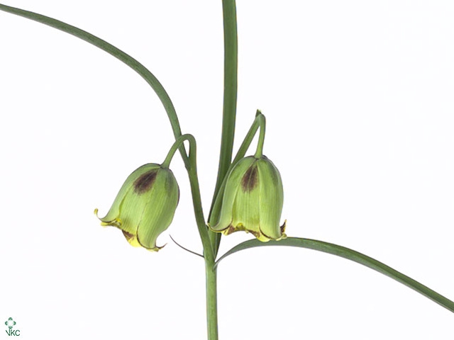 Fritillaria Acmopetala