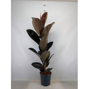 Ficus elastica 'Abidjan'