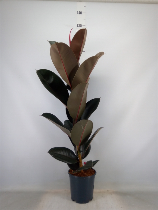 <h4>Ficus elastica 'Abidjan'</h4>