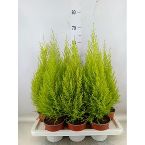 Cupressus macro. 'Goldcrest Wilma'