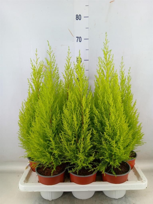 <h4>Cupressus macro. 'Goldcrest Wilma'</h4>