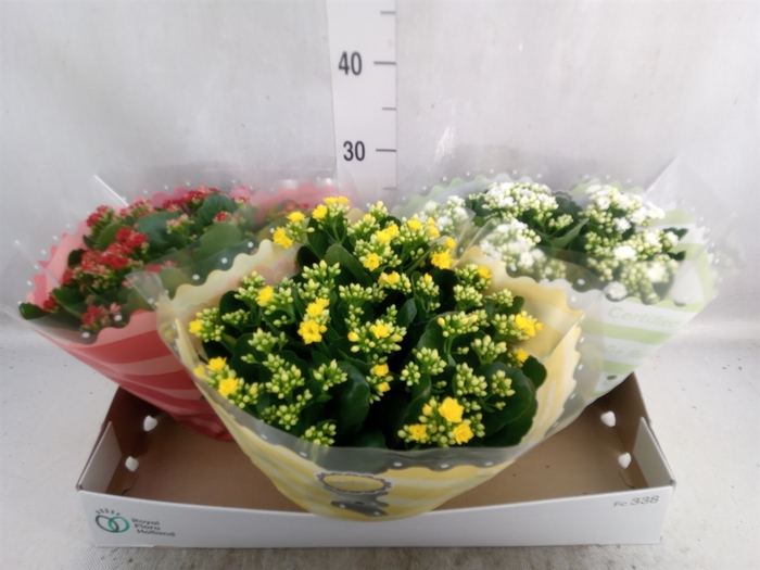 <h4>Kalanchoe blos.   ..rosebud mix  5</h4>