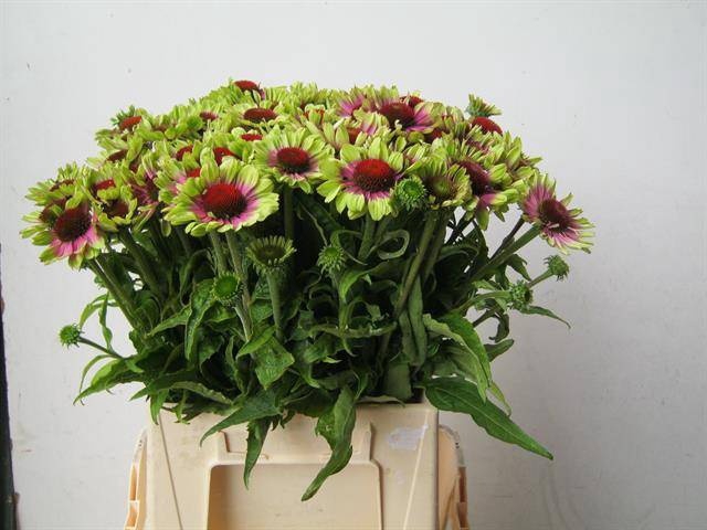 <h4>RUDBECKIA OV</h4>