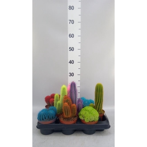 Cactus   ...