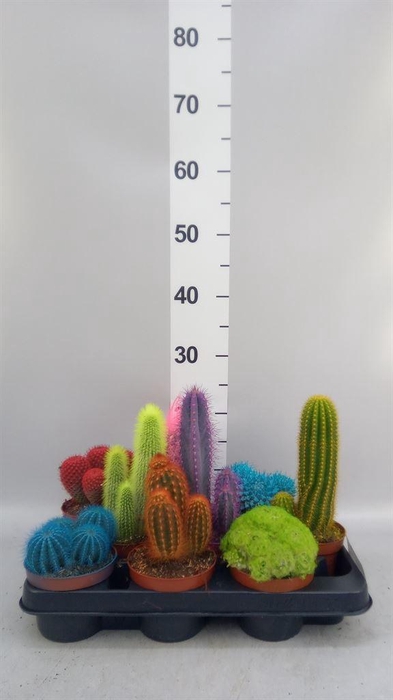 <h4>Cactus   ...</h4>