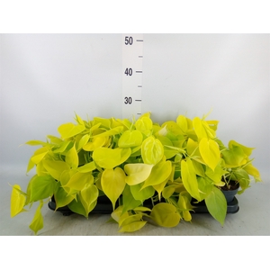 Philodendron scand. 'Lemon Lime'