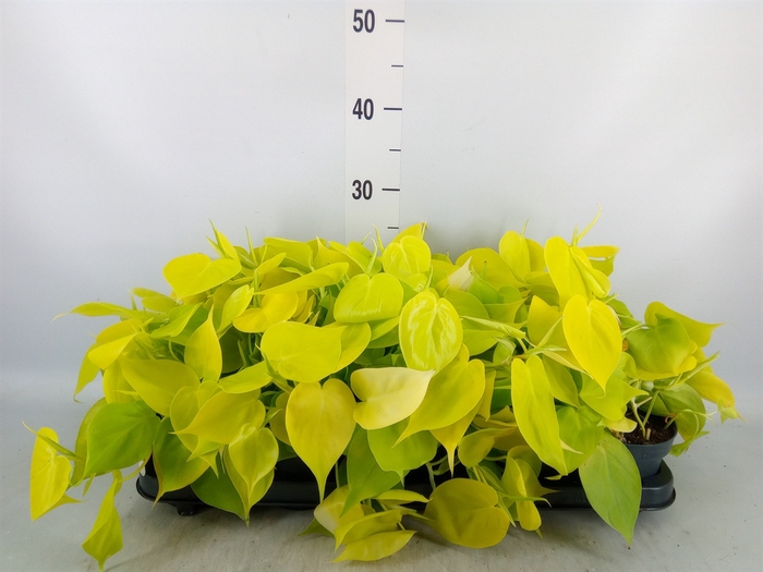 <h4>Philodendron scand. 'Lemon Lime'</h4>