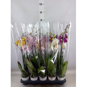 Phalaenopsis   ...mix