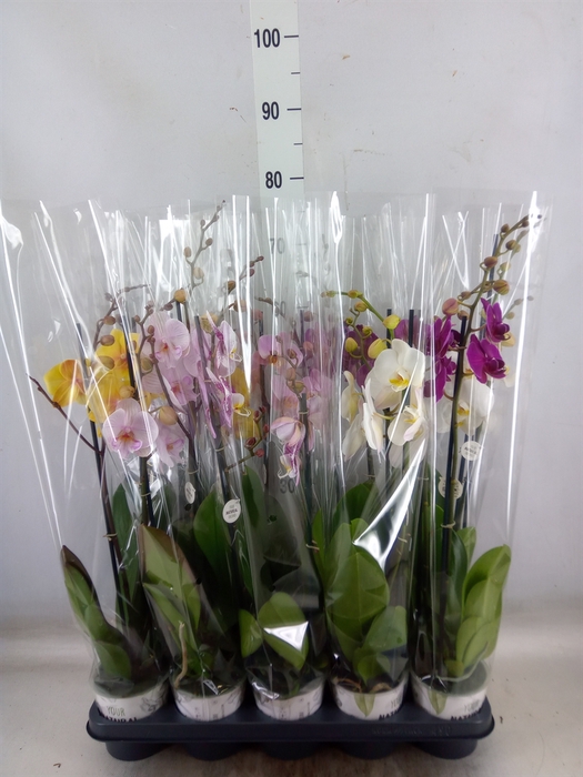 <h4>Phalaenopsis   ...mix</h4>