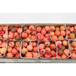 Sier Granaatappel Red X15 P Box
