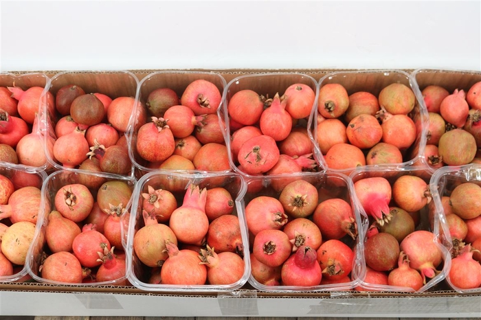 <h4>Sier Granaatappel Red X15 P Box</h4>