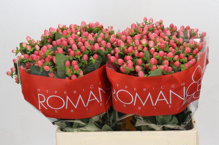 <h4>Hypericum Sweet Romance</h4>