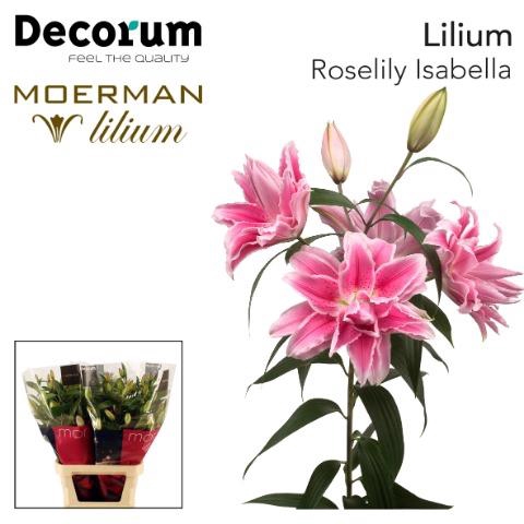 LI OR DU RL ISABELLA