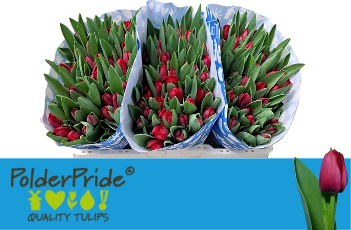 <h4>TU EN ILE DE FRANCE</h4>