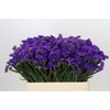 Limonium Sinuatum Navy Sun Birds