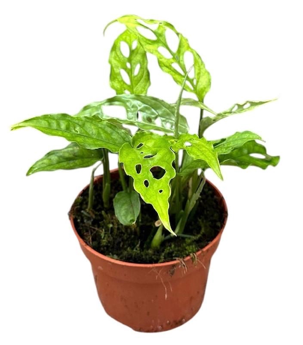 Monstera Obliqua Peru