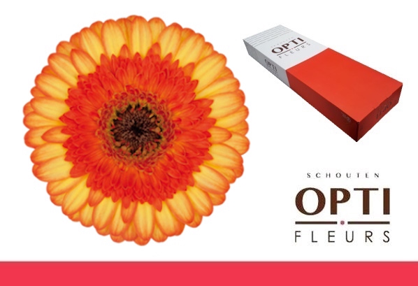 <h4>GE MI COLORI-Doos</h4>