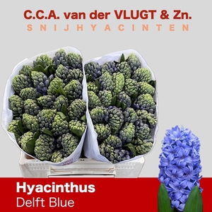 HYAC DELFT BLUE