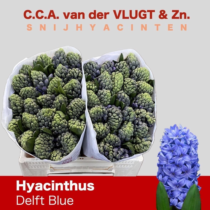 <h4>Hyac Delft Blue</h4>