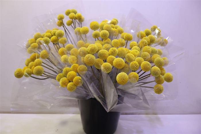 <h4>Cras Paintball Pop</h4>