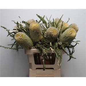 Banksia Speciosa