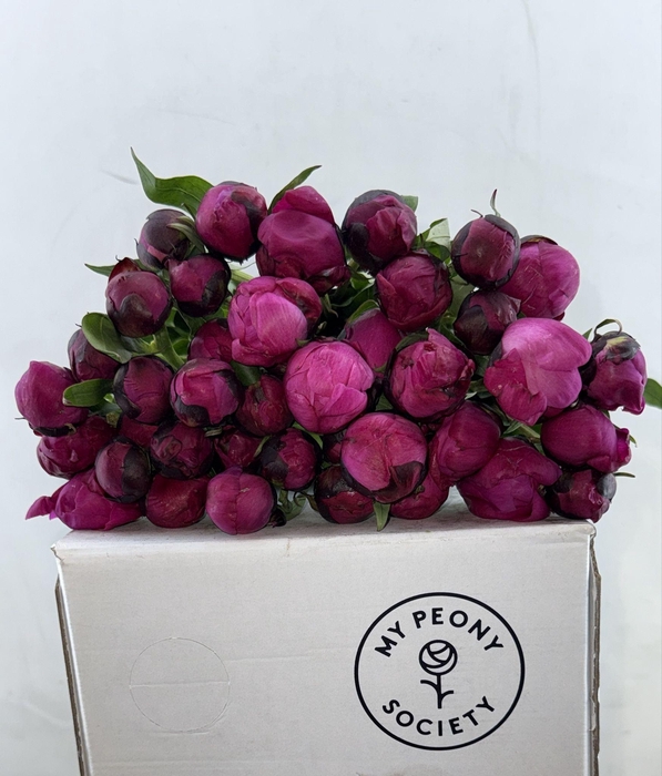 <h4>Paeonia Red Sarah</h4>