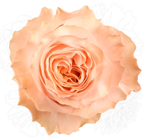 <h4>R Gr Princess Crown Peach 50cm EC</h4>