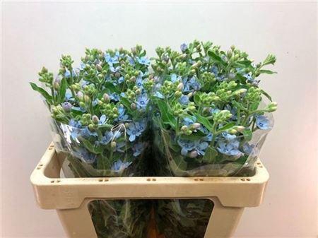 <h4>Oxy Co Tan Pure Blue</h4>