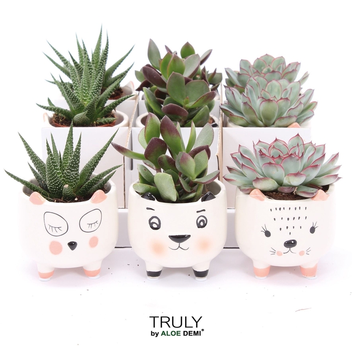 Succulents   ...