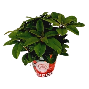 Rhododendron 30-35 /2 liter 'Rood' met potcover