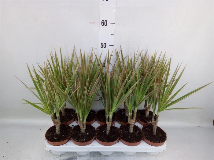 <h4>Dracaena marg. 'Bicolor'</h4>