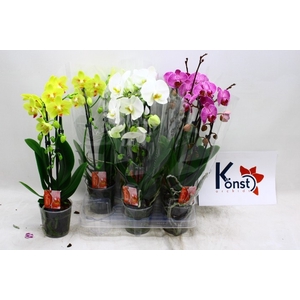 PHAL EL CASCADE