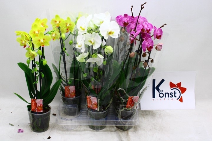 <h4>PHAL EL CASCADE</h4>