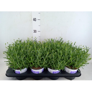 Lavandula angus. 'Hidcote'