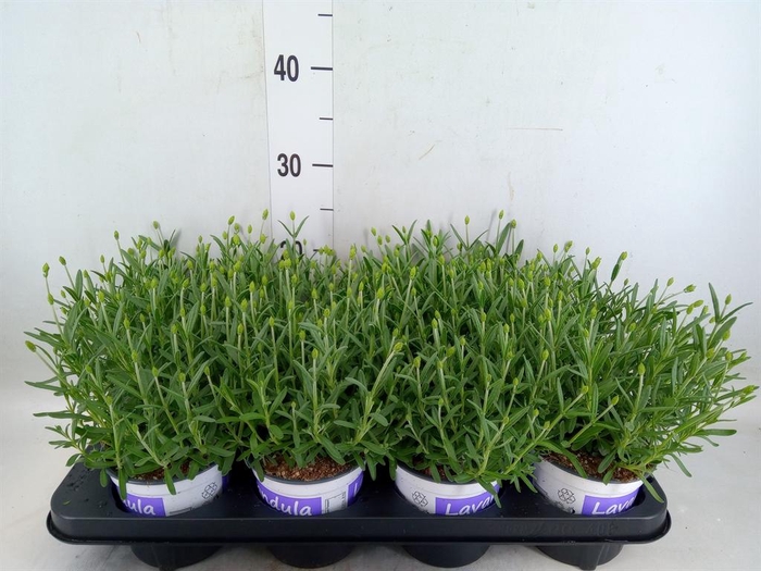 <h4>Lavandula angus. 'Hidcote'</h4>