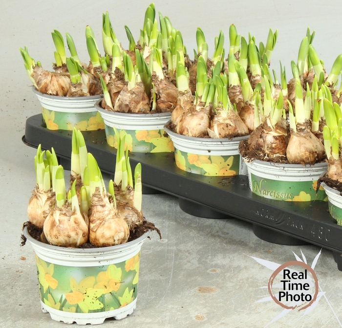 <h4>NARC O TETE A TETE</h4>