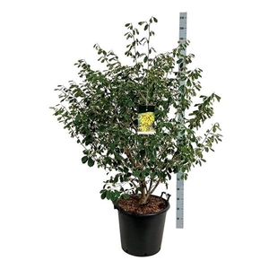 Hamamelis int. 'Arnold Promise'