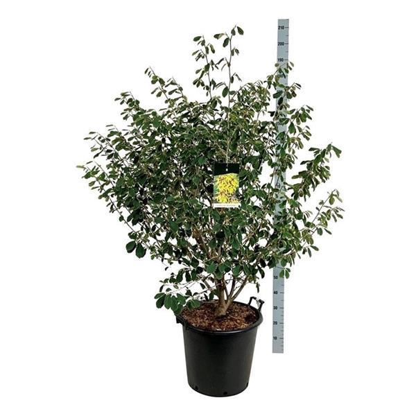 <h4>Hamamelis int. 'Arnold Promise'</h4>