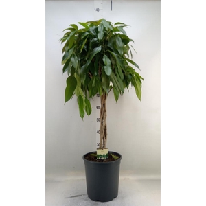 Ficus binn. 'Amstel King'