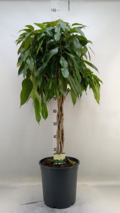 <h4>Ficus binn. 'Amstel King'</h4>
