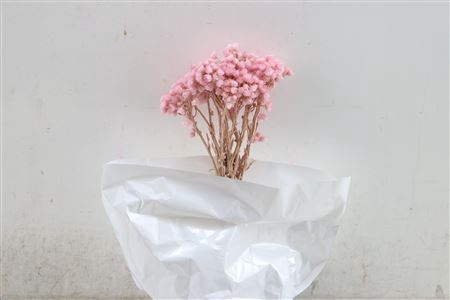 <h4>Dried Immortellen L Pink Paper X10</h4>