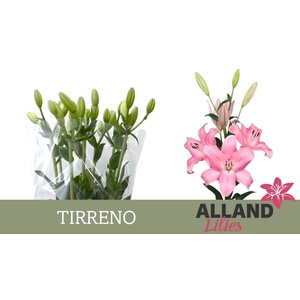 LI LA TIRRENO