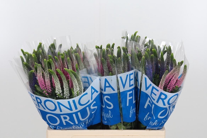 <h4>Veron Smart Col Gem</h4>