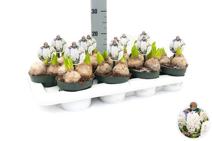 <h4>Hyacint White Pearl</h4>