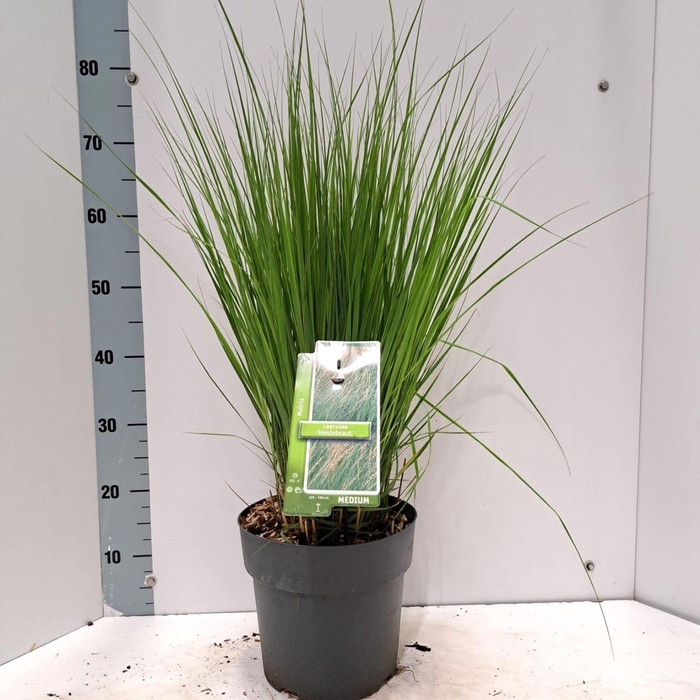 <h4>Molinia caerulea Heidebraut</h4>