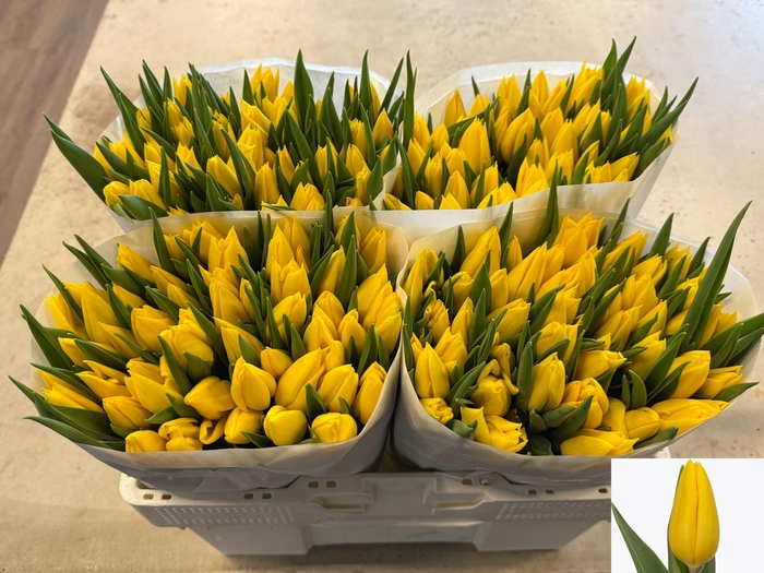 <h4>TU EN STRONG GOLD</h4>