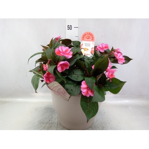 Impatiens NG 'Sunpatiens C Blu Pin'